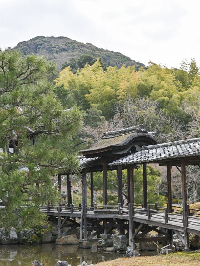 【京都/高台寺】竹林の穴場スポット！！