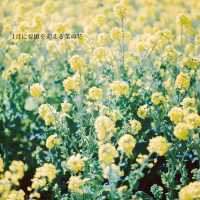 【神奈川】1月に見頃を迎える菜の花畑💛「二宮 吾妻山公園」