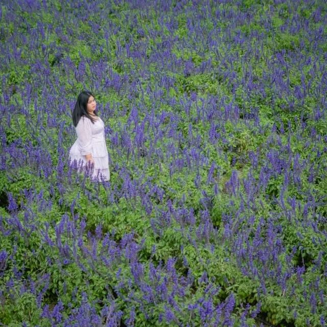 ฮอกไกโด Flower Park เขาใหญ่