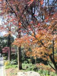 Red leaf in People's park during New Year 2024 - 2025