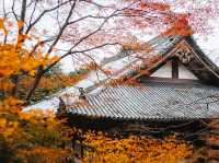  Jingo-ji 