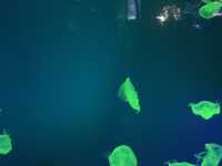 絕對可愛!名古屋港水族館