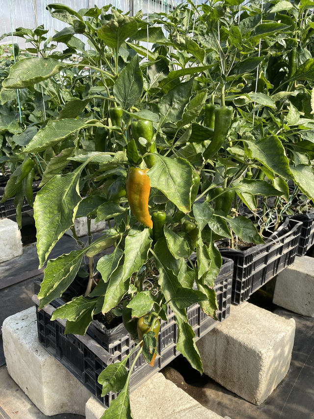 ｜台灣｜新竹金勇DIY番茄農場-體驗田園樂趣