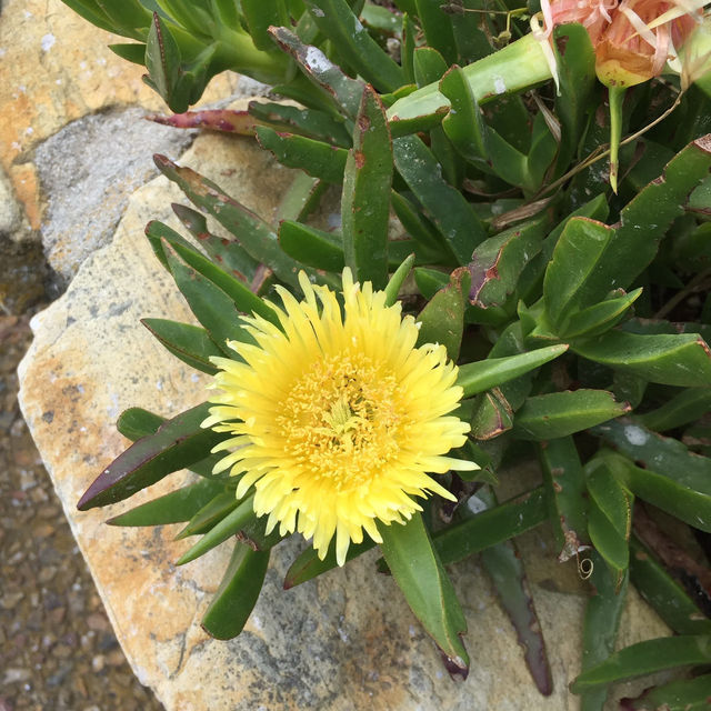 開普角之旅X壯麗美景與歷史探索