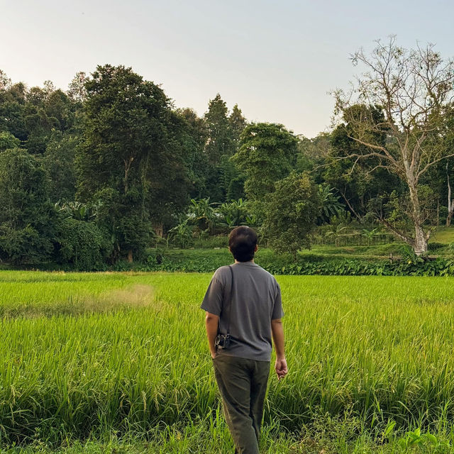 ”เนินแจ่มใส“ ที่พักกลางหุบเขาสุดชิล #เชียงใหม่ 🏠🍃