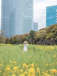 【東京庭園】菜の花スポットで写真を撮るならここ！電車で行けるすぐ撮れる◎徳川家ゆかりの地知ってる？