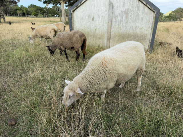 紐西蘭大滿足之親親大自然郊遊樂Ambury Regional Park