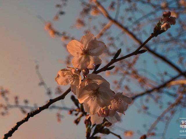 일본벚꽃명소추천 구마모토