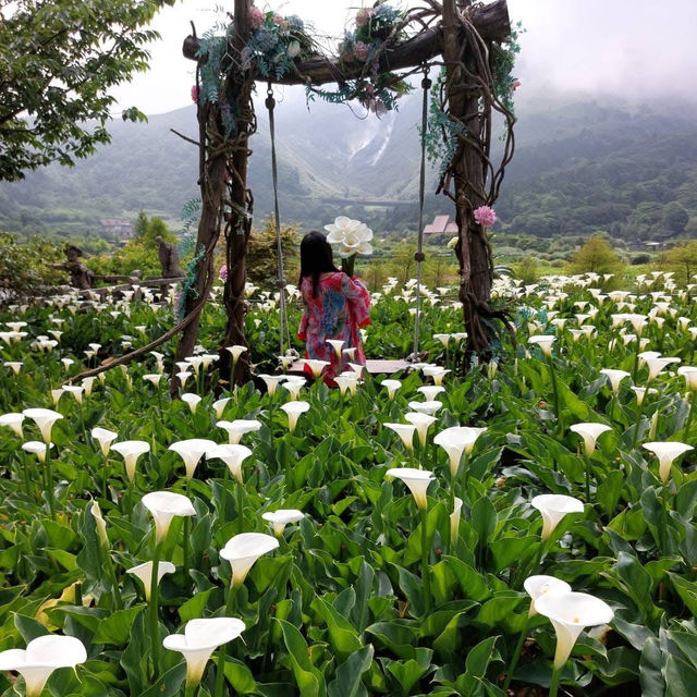 竹子湖ㄧ日遊