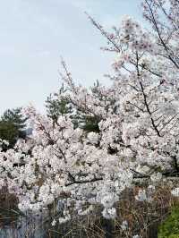 京都嵯峨嵐山的櫻花之旅：心靈的震撼 🌸✨
