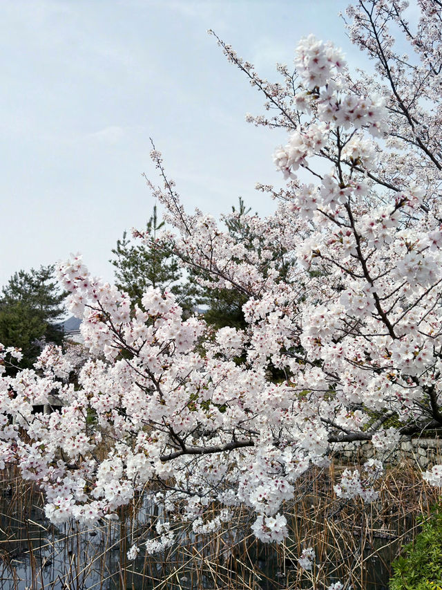 京都嵯峨嵐山的櫻花之旅：心靈的震撼 🌸✨
