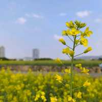金光閃閃的油菜花田
