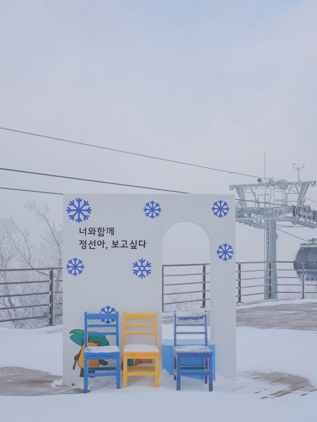 생각보다 더 알차고 행복했던 정선 당일치기 여행 코스🩵 