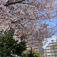 Toyama Park (戸山公園)