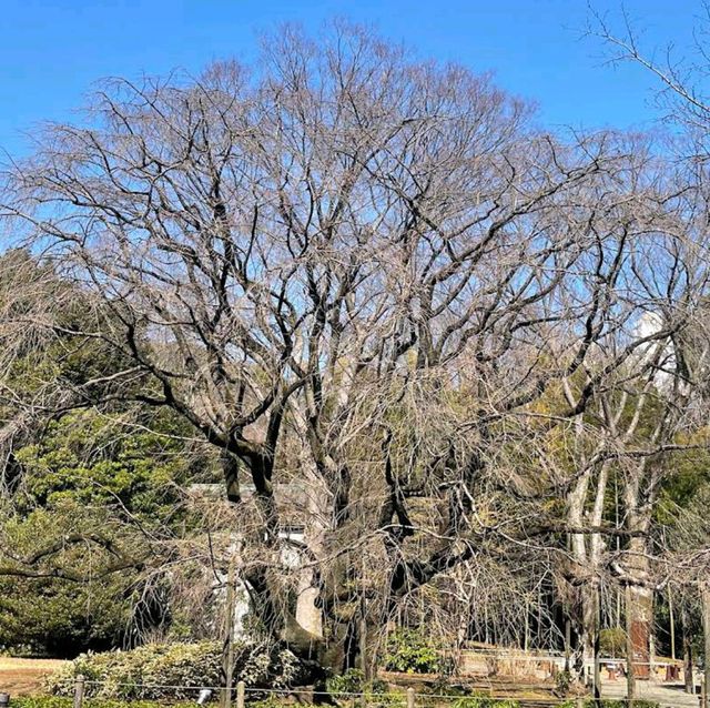 Rikugien Garden (六義園)