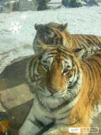 Harbin Siberian Tiger Park 🐅❄️