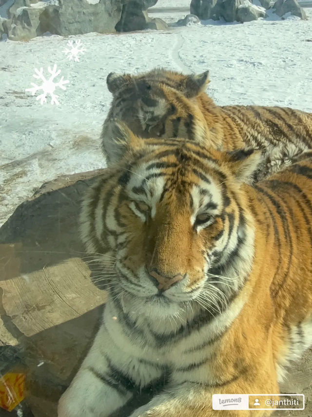Harbin Siberian Tiger Park 🐅❄️