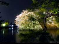【滋賀県】夜桜に照らされた神秘的な彦根城