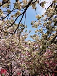 大阪賞櫻，千萬不要錯過🌸造幣局🌸