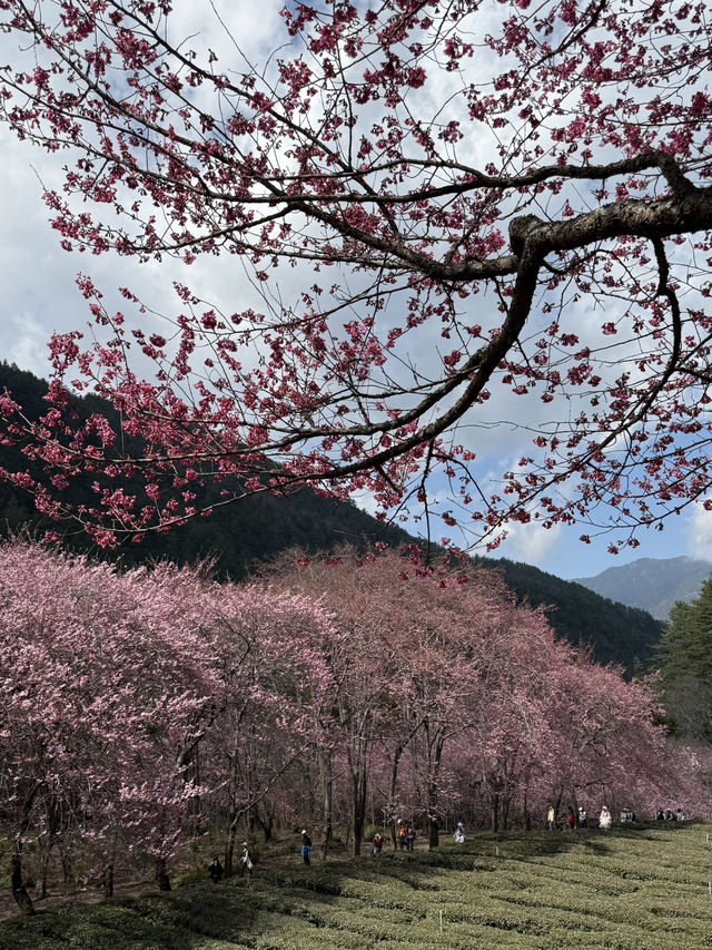 武陵農場櫻花季