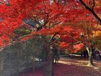 Tofuku-ji อีกวัดดูใบไม้แดงที่ไม่ควรพลาดที่ kyoto