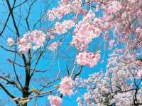 🌸 **清水沼公園櫻花觀賞遊覽分享** 🌸