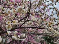 It’s a lucky day for an early cherry blossom in Kyoto 🌸