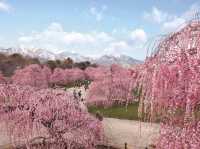 Chasing Sakura at Suzuka No Mori Teien Mie Prefecture 