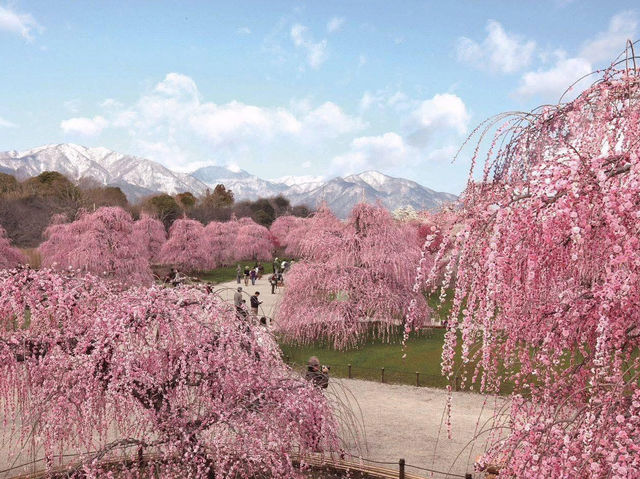 Chasing Sakura at Suzuka No Mori Teien Mie Prefecture 