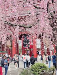 Cherry blossom bliss