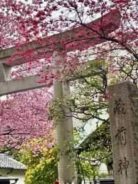 Mimosa & Kawazu Sakura: A Springtime Dream at Kuramae Shrine