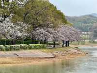 福岡駕與丁公園賞櫻美景