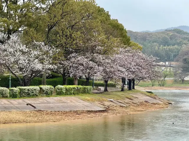 Cherry Blossom Viewing at Kayoicho Park in Fukuoka
