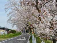 Chasing Sakura at Okazaki Castle