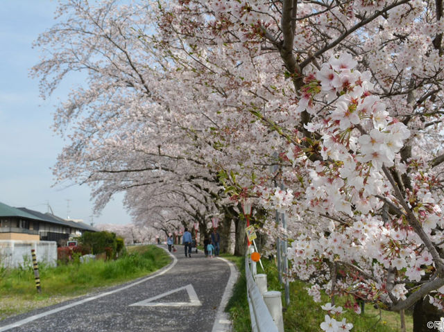 Chasing Sakura at Okazaki Castle