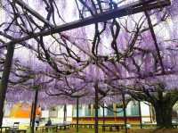Chasing Wisteria at Juun-ji