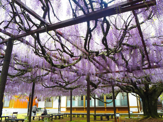 Chasing Wisteria at Juun-ji
