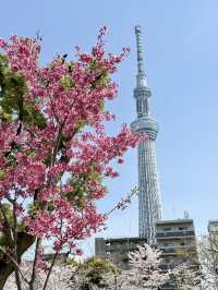 Cherry Blossom Viewing at Sumida Park🌸