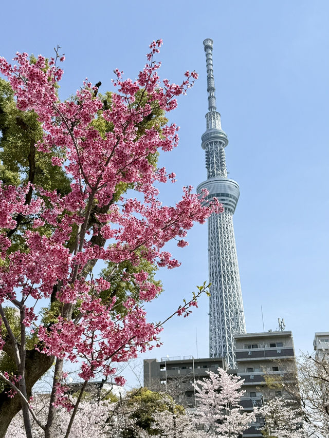 Cherry Blossom Viewing at Sumida Park🌸