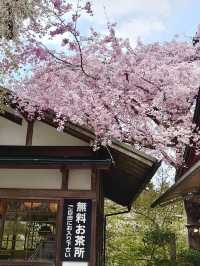 Spring Getaway: Ohara Sanzen-in Temple🌸