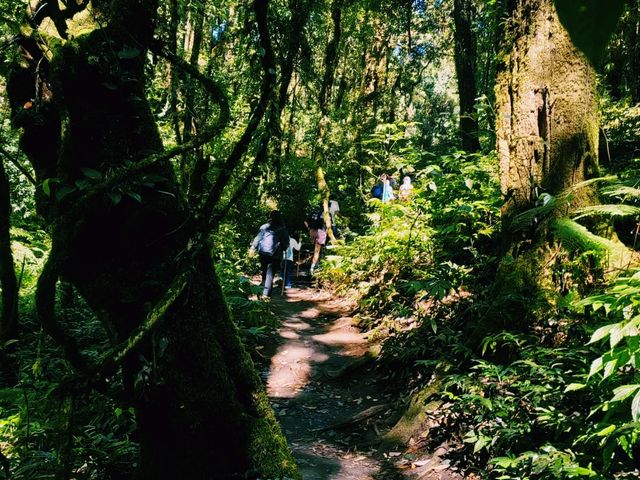 泰國清邁著名茵他農國家公園景點：Kew Mae Pan Viewpoint，美麗的雲海，適合休閒徒步打卡拍照📸