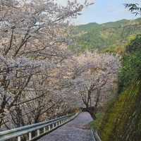 藻巖山·高地櫻花秘境