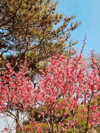 Yunjung Road: A Photographer's Dream in a Sea of Cherry Blossoms