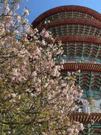 🌸**台北天元宮後山櫻花園區是欣賞櫻花**🌸