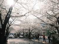 【東京】今が見頃！桜スポット