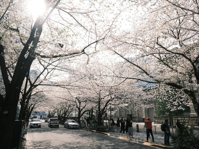 【東京】今が見頃！桜スポット