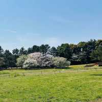 櫻花仙境～真駒內公園  