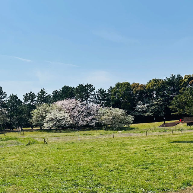 櫻花仙境～真駒內公園  