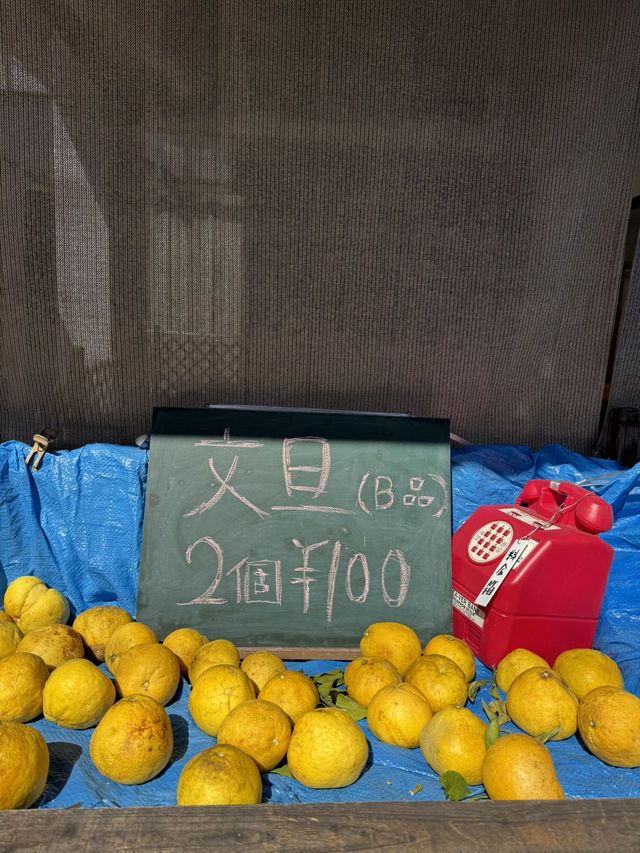🏡 마쓰야마 근교 우치코마을, 전통과 자연의 숨은 보석!
