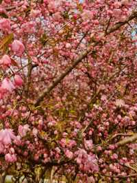 Maeheon in Bloom: A Subtle Symphony of Spring Colors and Scents 